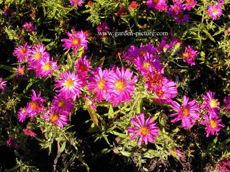 Aster dumosus 'Kassel' Aster dumosus 'Kassel'