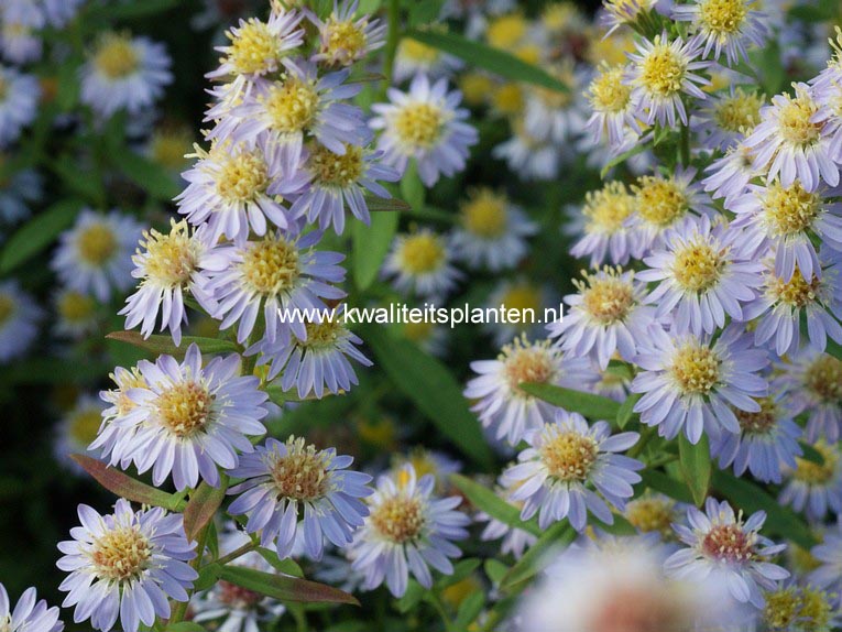 Aster ericoides 'Blue Star'