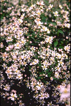 Aster ericoides 'Cinderella' Aster ericoides 'Cinderella'