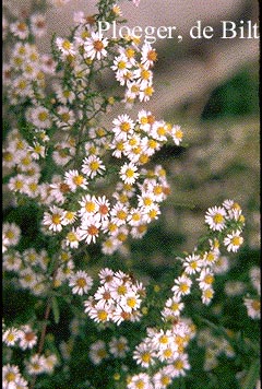 Aster ericoides 'Herbstmyrte'