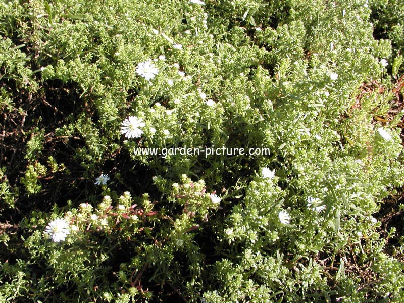 Aster ericoides 'Snowflurry'