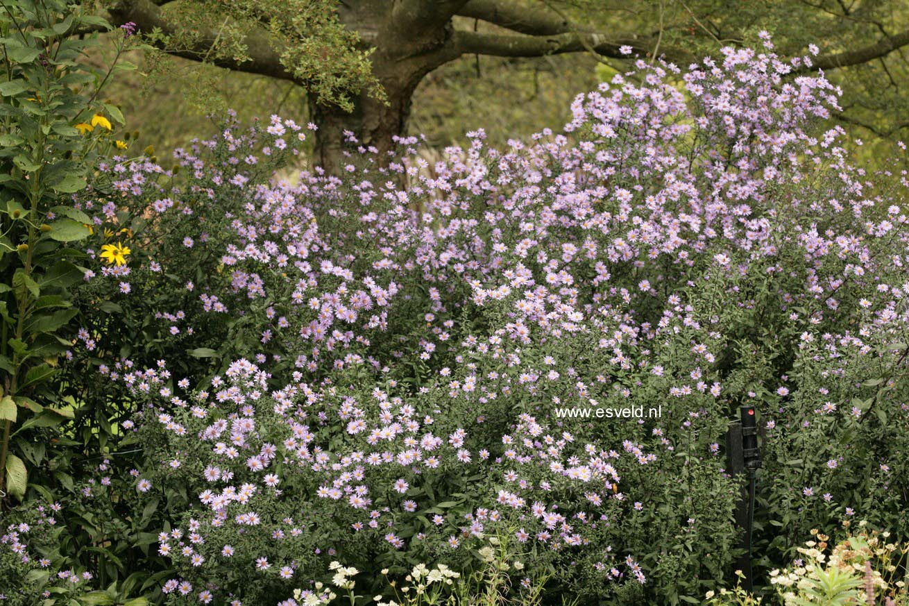 Aster laevis 'Calliope' (48136)