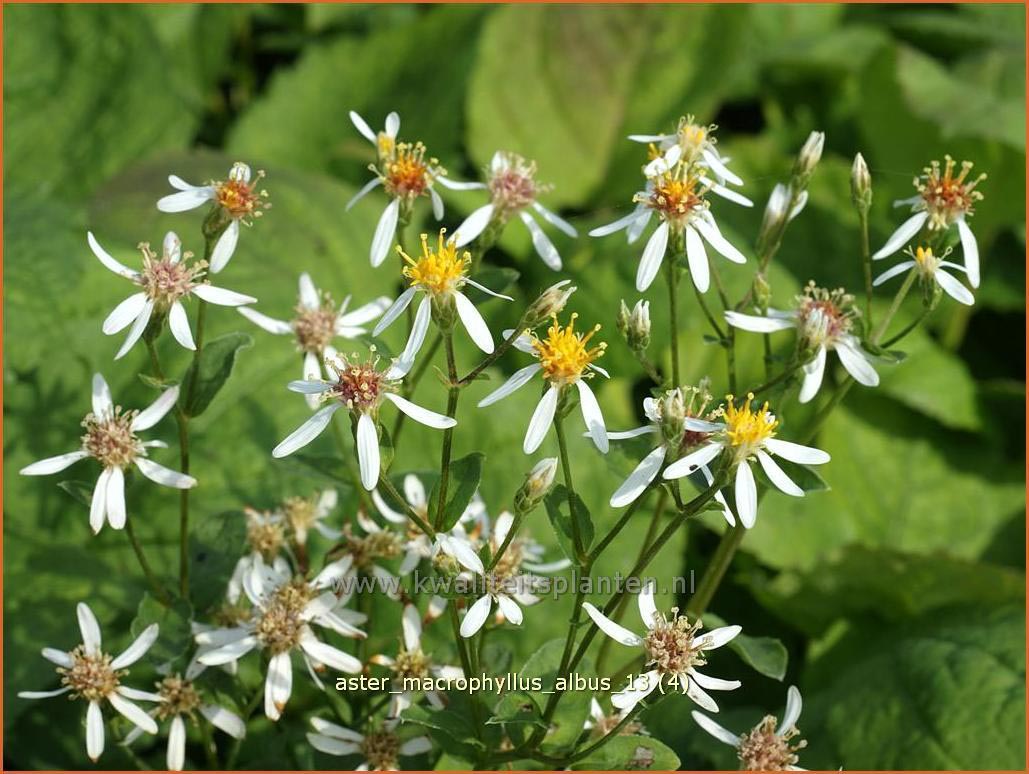 Aster macrophyllus 'Albus' (C1033)