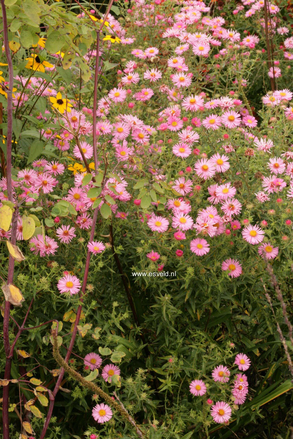 Aster novae-angliae 'Rosa Sieger'