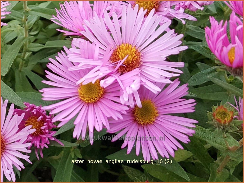 Aster novae-angliae 'Rudelsburg' (C1036)