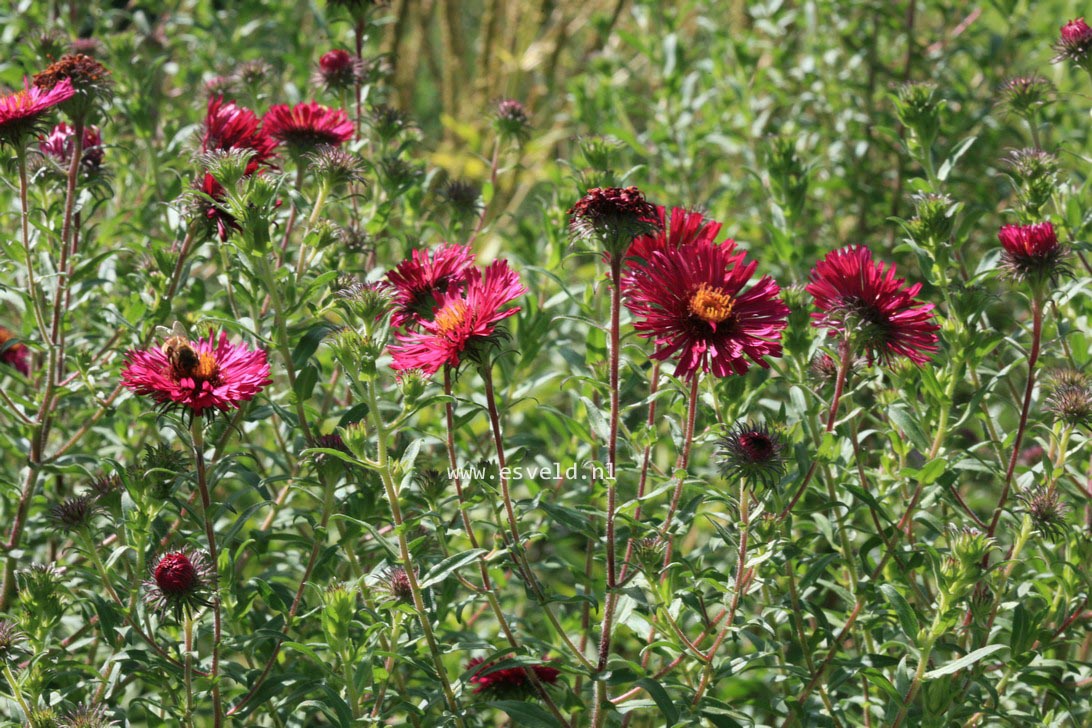Aster novae-angliae 'September Rubin'