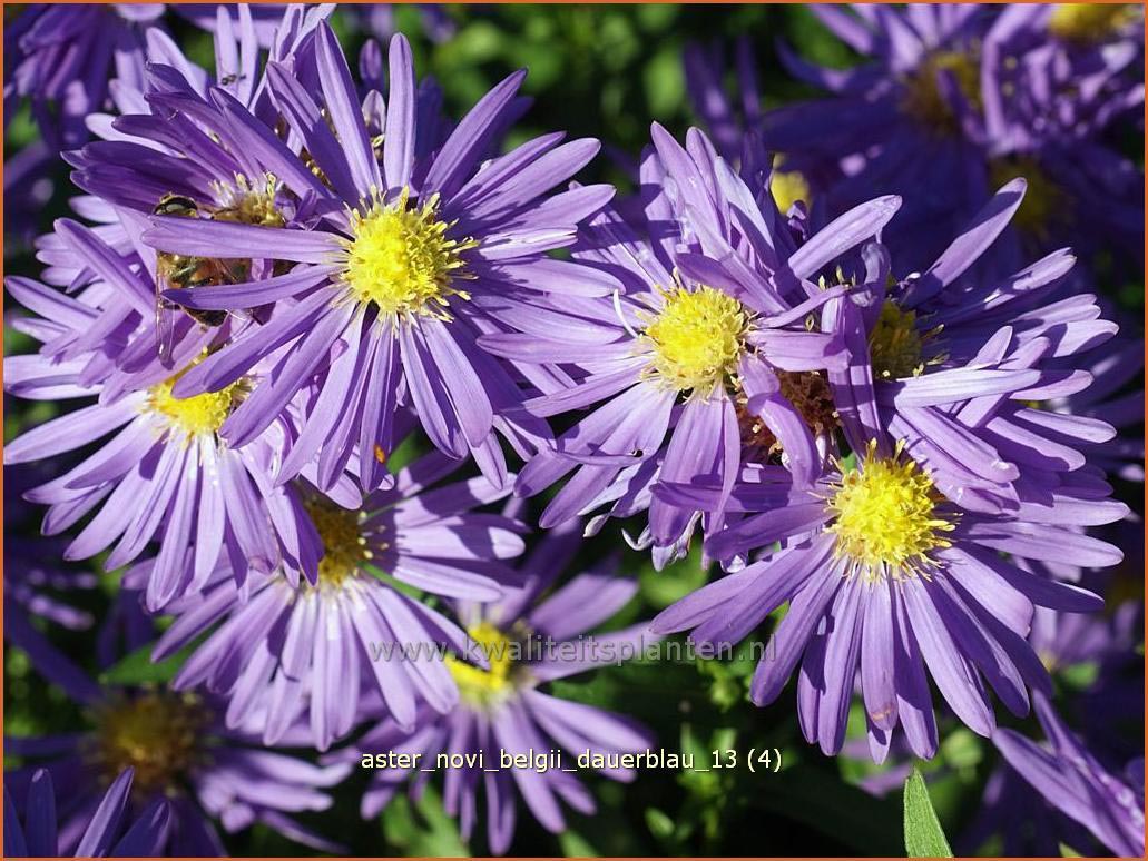 Aster novi-belgii 'Dauerblau' (C1038)