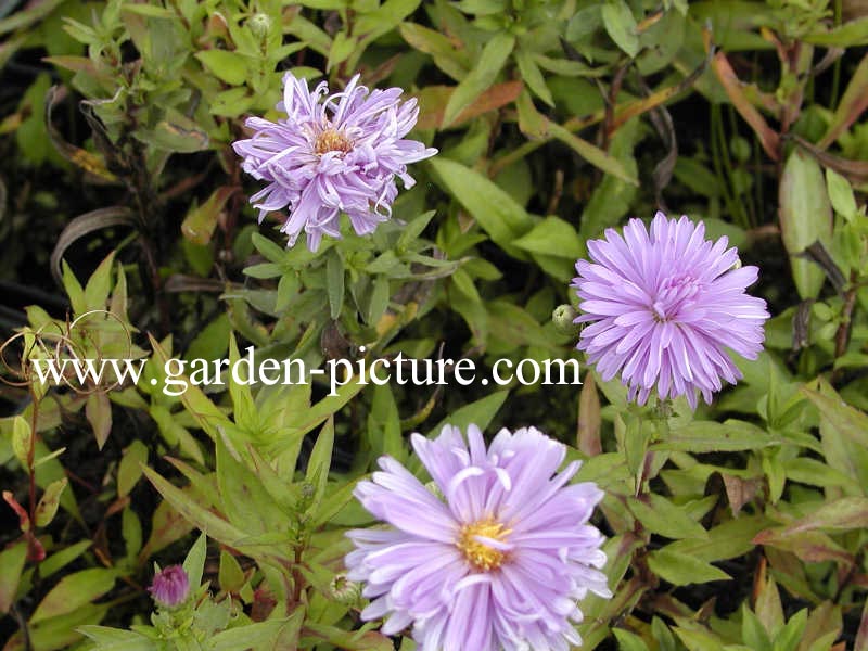 Aster novi-belgii 'Marie Ballard'