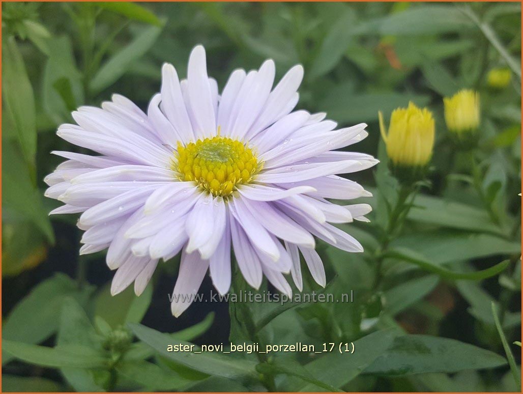 Aster novi-belgii 'Porzellan' (C1039)