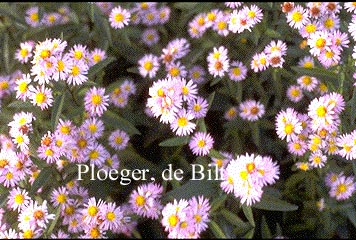 Aster novi-belgii 'Schalkwijk'