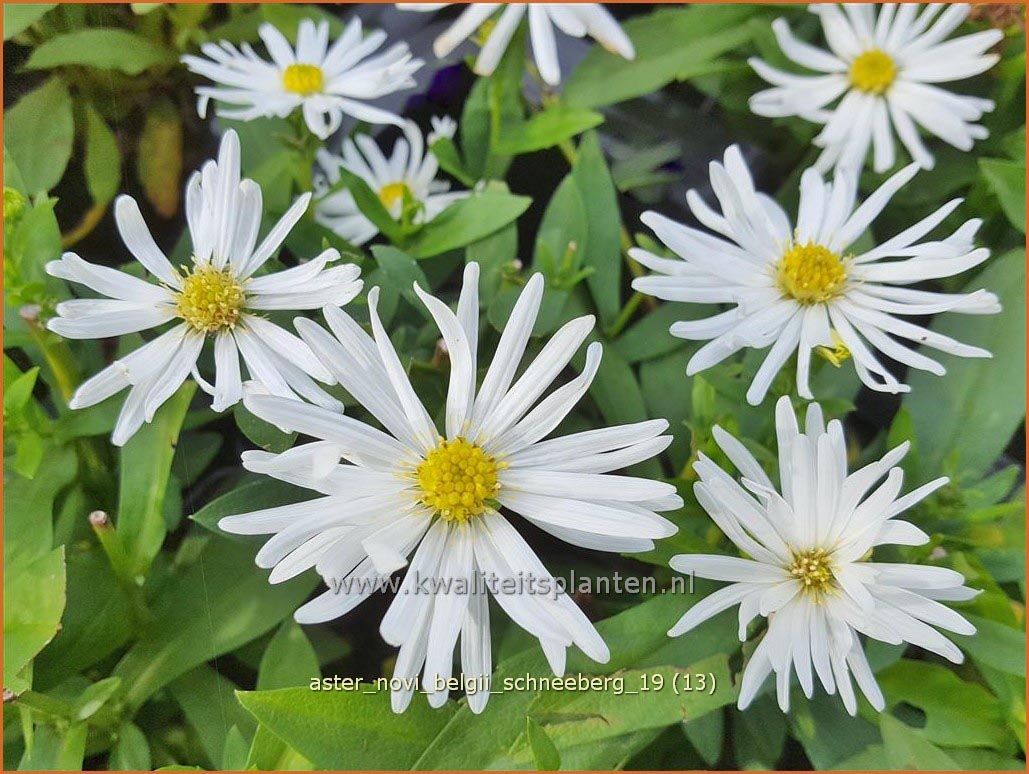 Aster novi-belgii 'Schneeberg' (C1040)