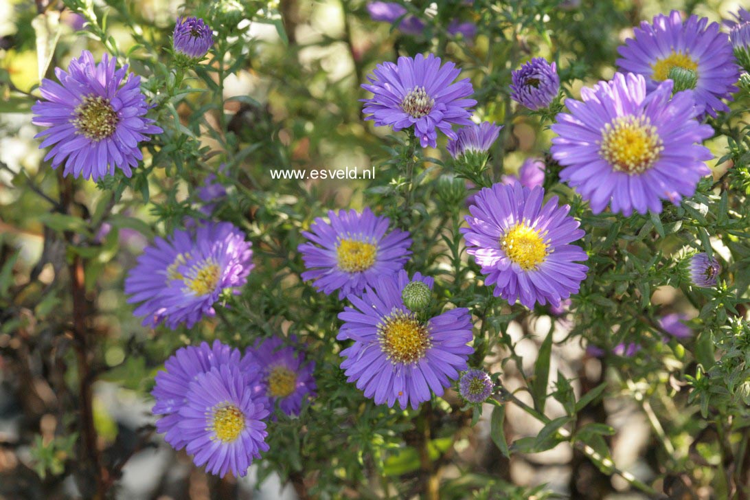 Aster novi-belgii 'Schoene von Dietlikon'