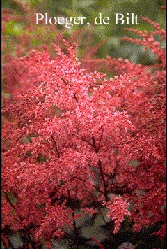Astilbe 'Aphrodite'