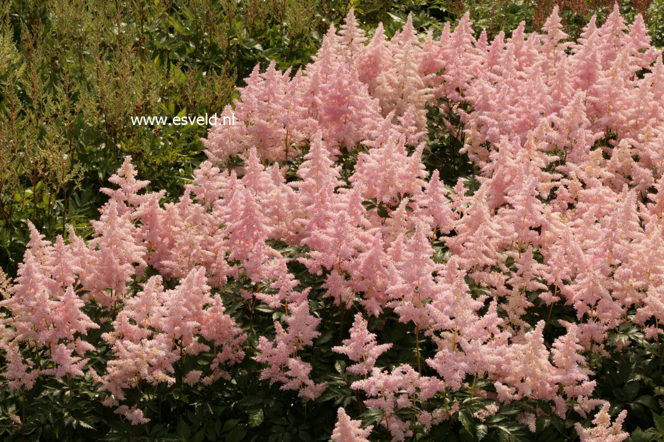 Astilbe 'Europa'