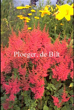 Astilbe 'Federsee'
