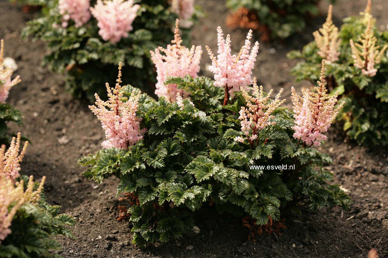 Astilbe 'Liliput'