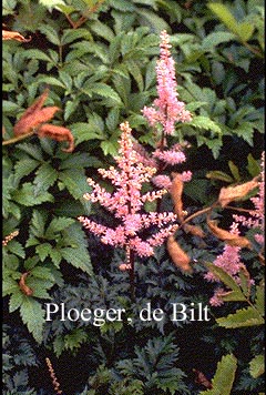 Astilbe 'Perkeo'