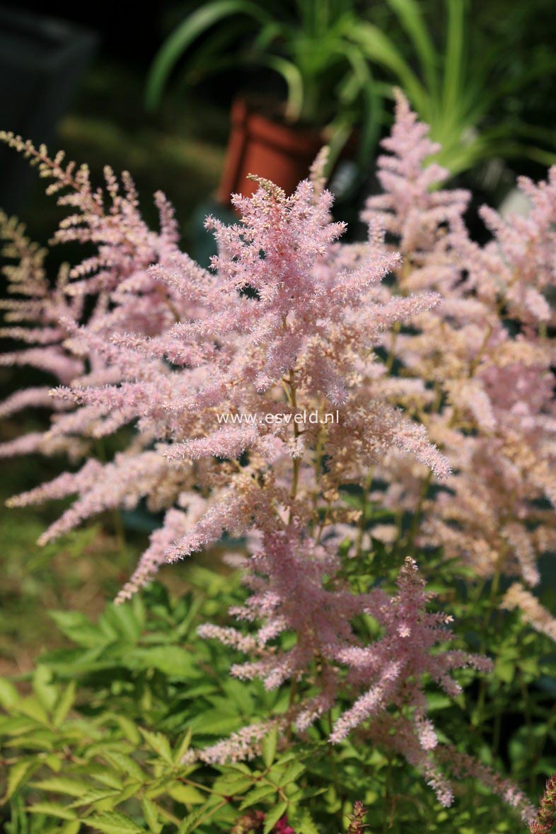Astilbe 'Walkure' (30684)
