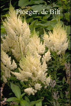 Astilbe 'Weisse Gloria'
