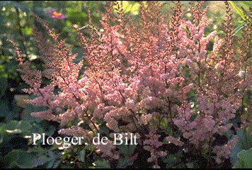 Astilbe chinensis 'Serenade' Astilbe chinensis 'Serenade'