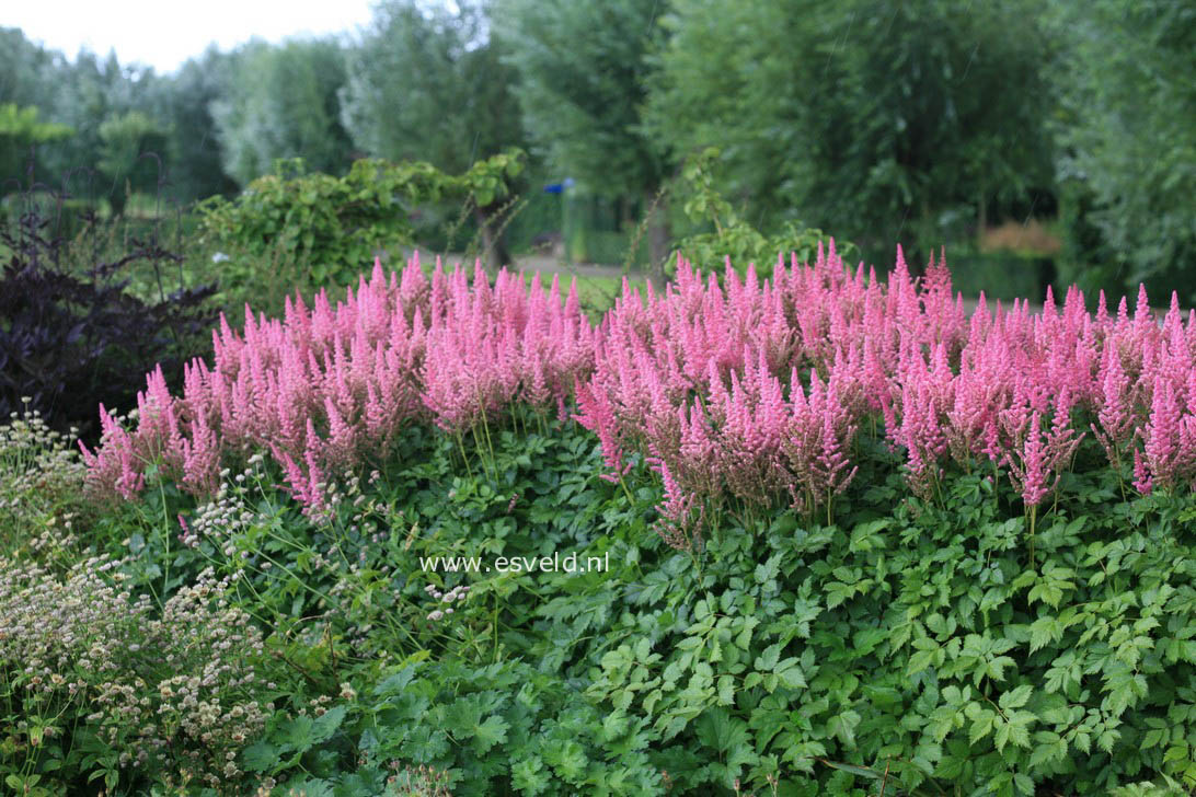Astilbe chinensis 'Vision in Pink'