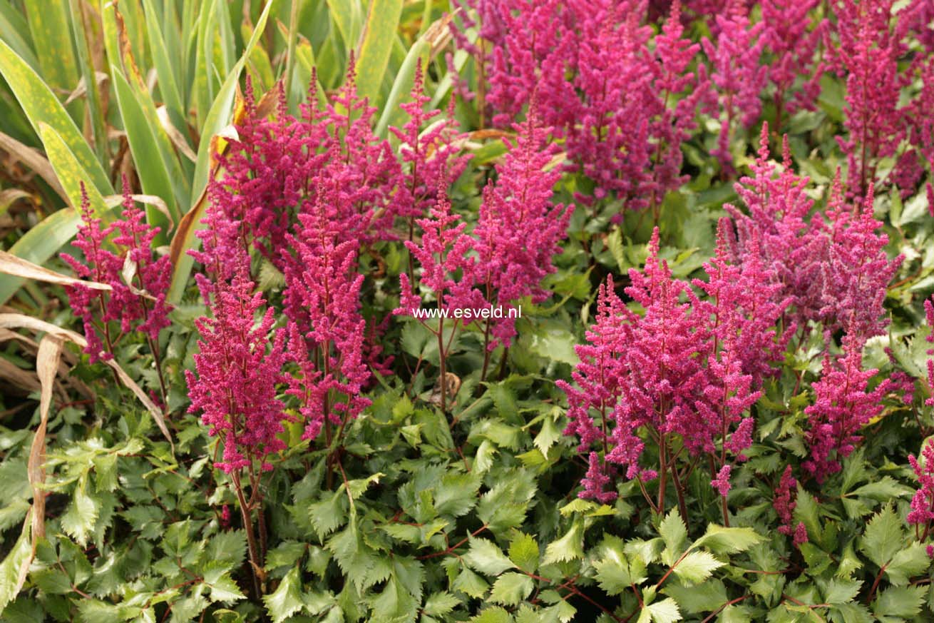 Astilbe chinensis 'Vision in Red'