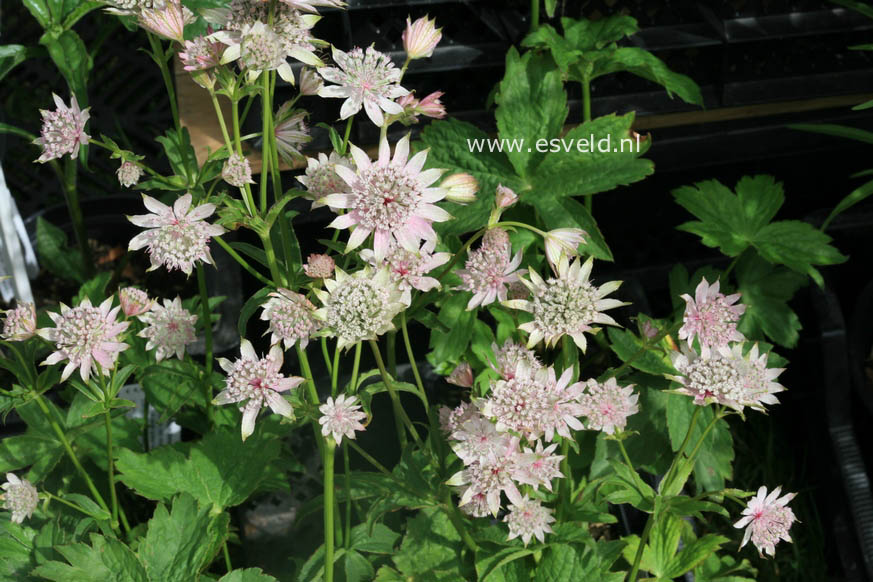 Astrantia major 'Berendien Stam'