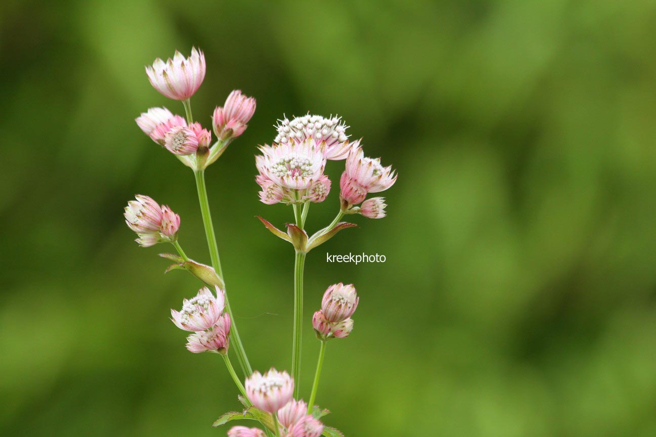 Astrantia major 'Primadonna'