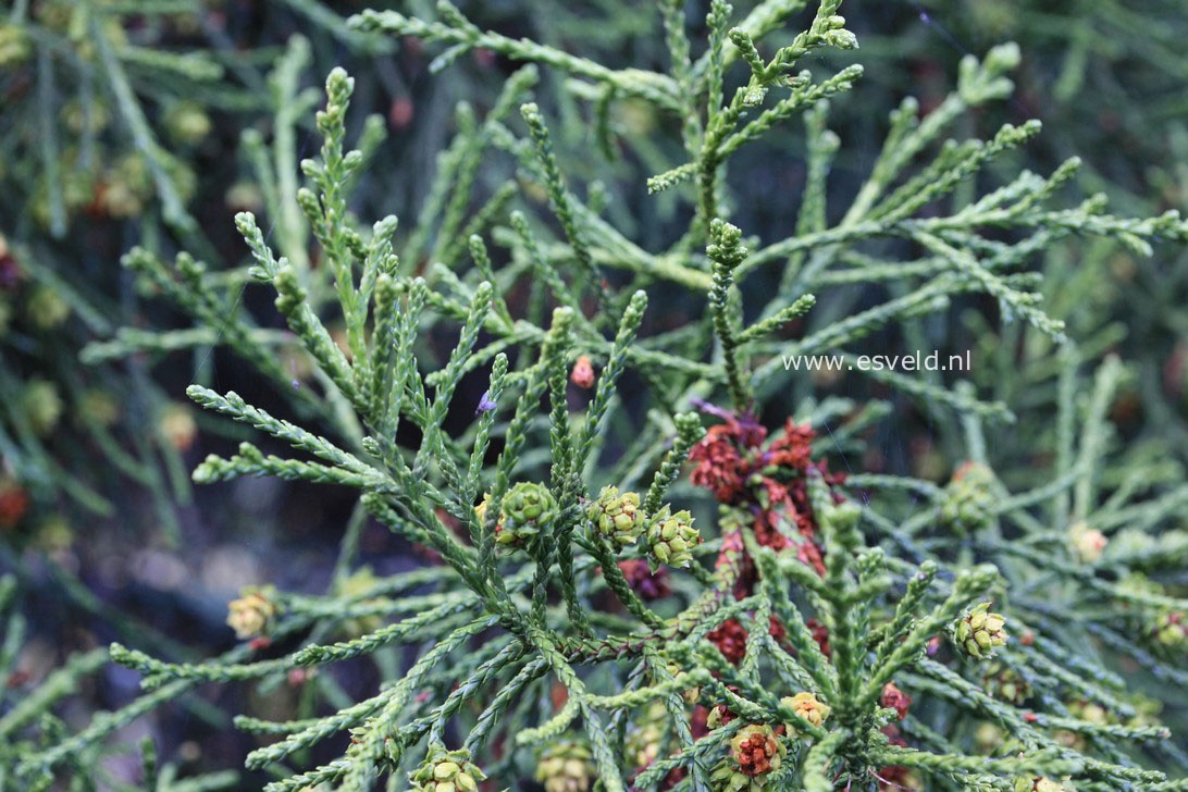 Athrotaxis selaginoides