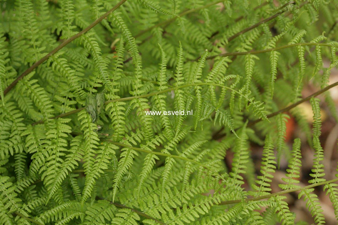 Athyrium filix-femina 'Minutissimum'