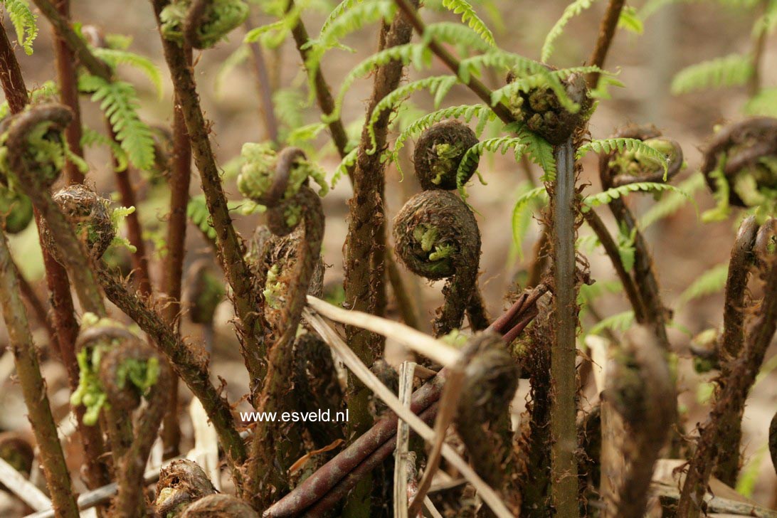 Athyrium filix-femina 'Rotstiel'