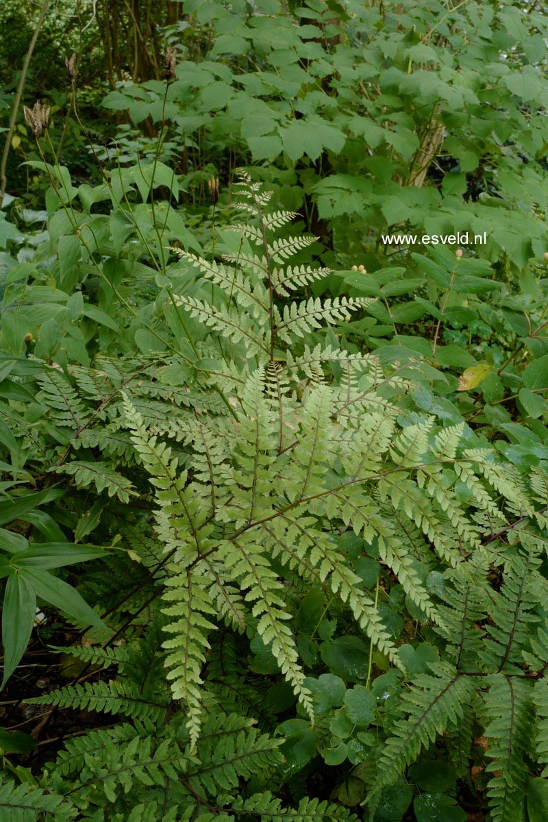 Athyrium otophorum 'Okanum'