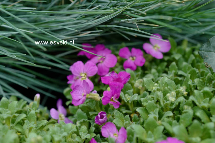 Aubrieta 'Axcent Lilac'
