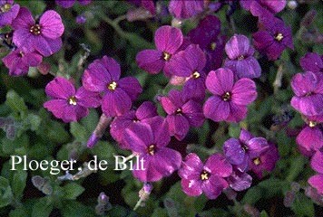 Aubrieta 'Cascade Purple'