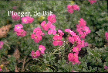 Aubrieta 'Dr. Mules' Aubrieta 'Dr. Mules'