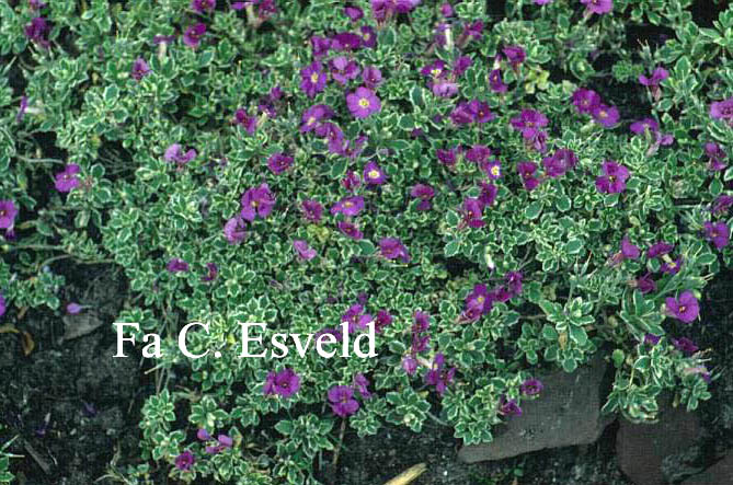 Aubrieta 'Golden Emperor' Aubrieta 'Golden Emperor'