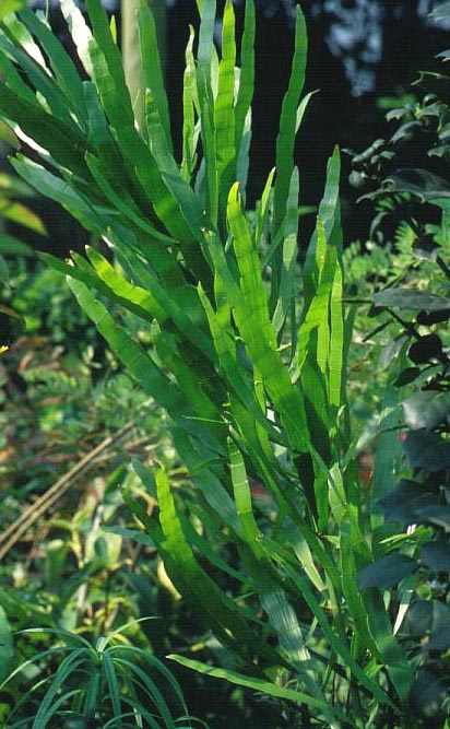 Baccharis genistelloides