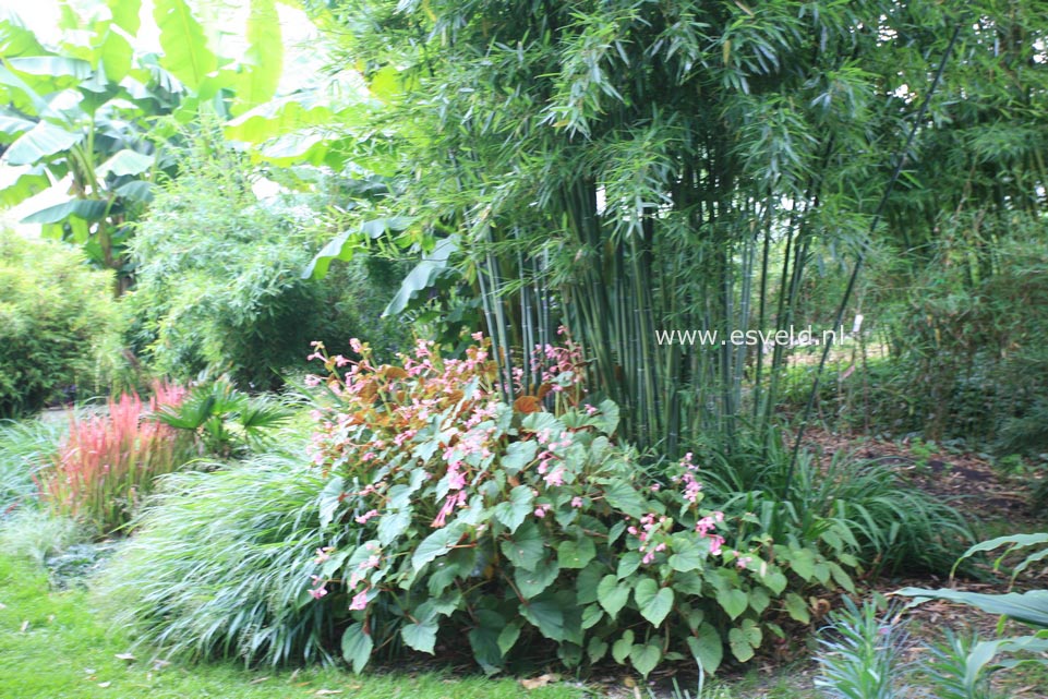 Begonia grandis