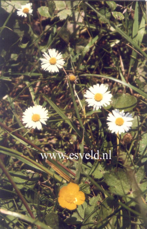 Bellis perennis