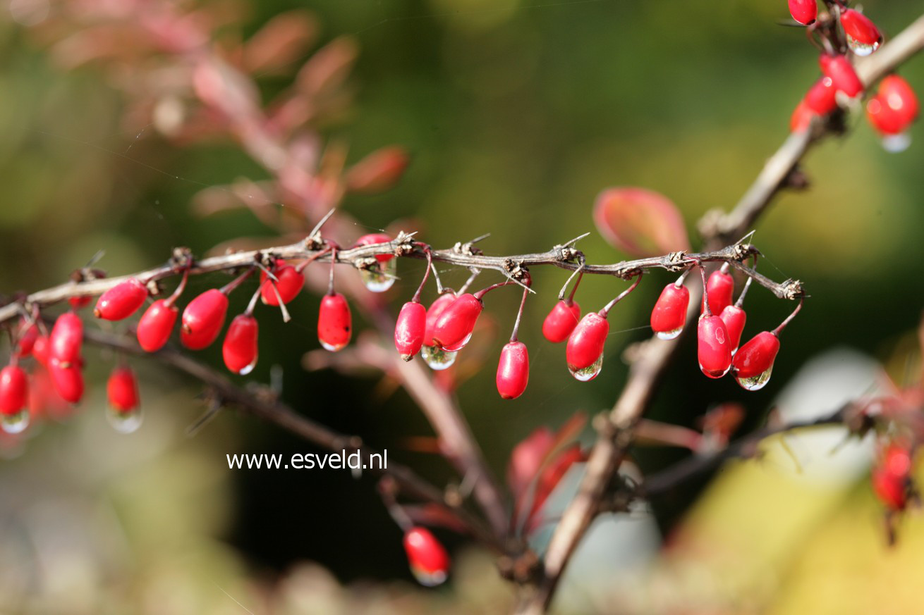 Berberis 'Red Tears'