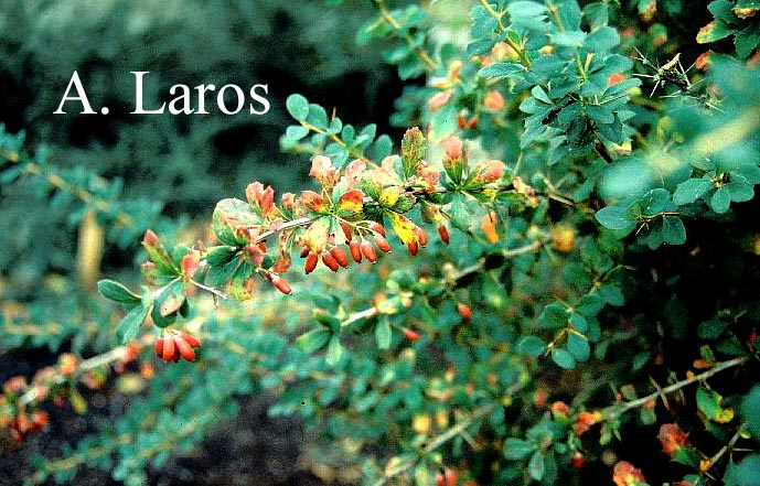 Berberis aristata