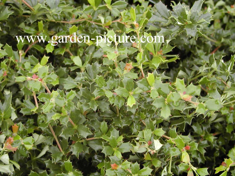 Berberis darwinii 'Compacta'