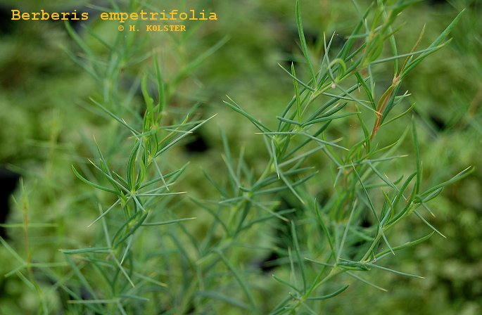 Berberis empetrifolia (81832)