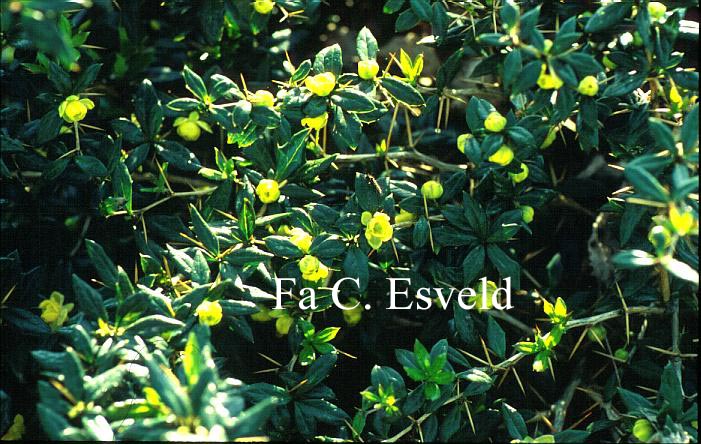 Berberis frikartii 'Amstelveen' Berberis frikartii 'Amstelveen'