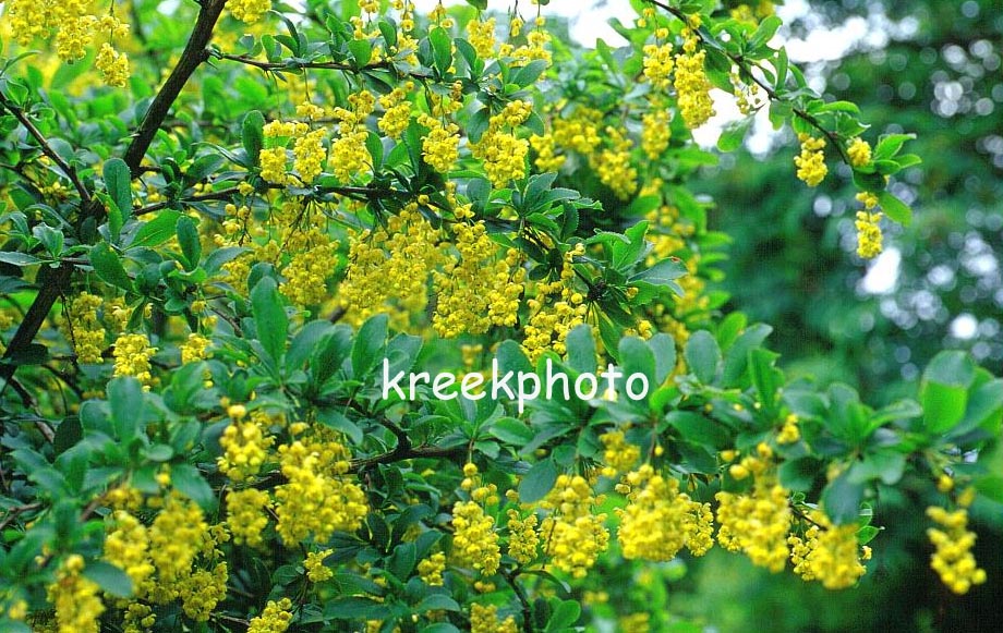 Berberis hookeri Berberis hookeri