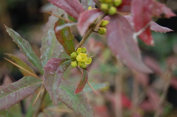 Berberis kawakamii var. formosana