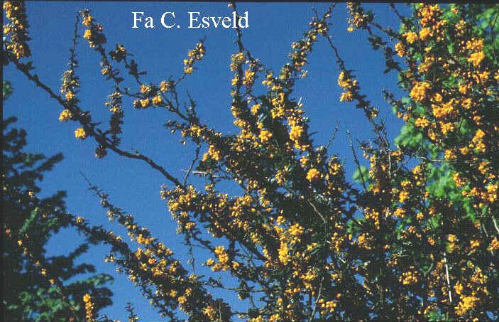 Berberis lologensis 'Mystery Fire'