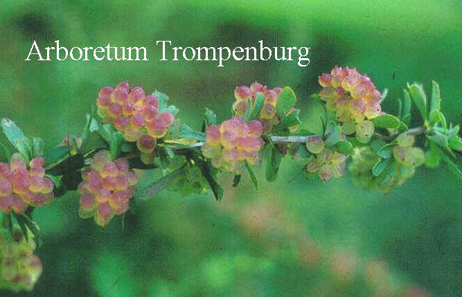 Berberis rubrostilla 'Barbarossa' Berberis rubrostilla 'Barbarossa'