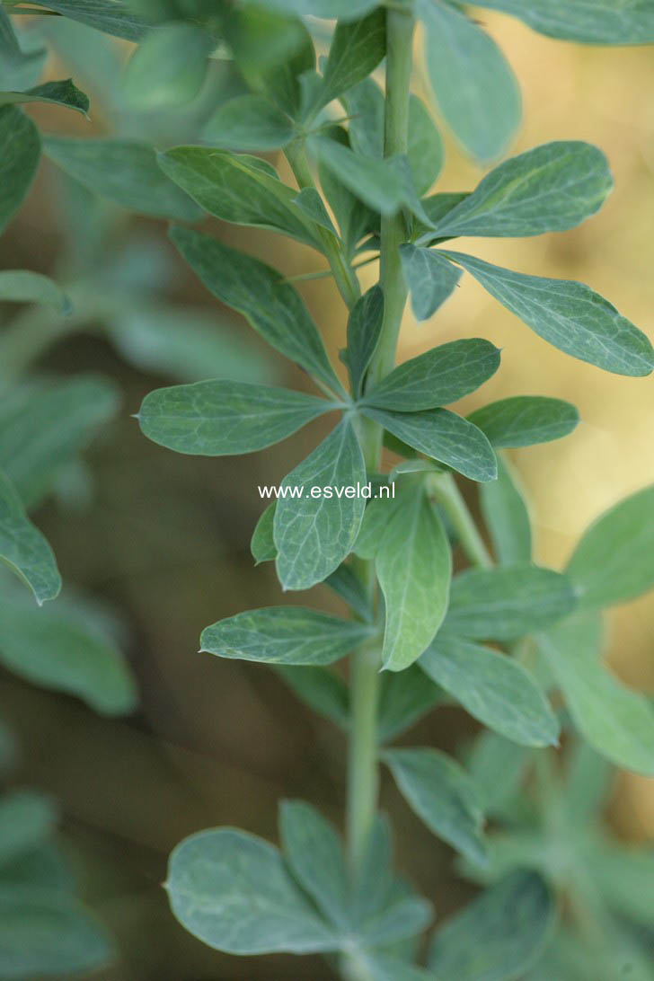 Berberis temolaica