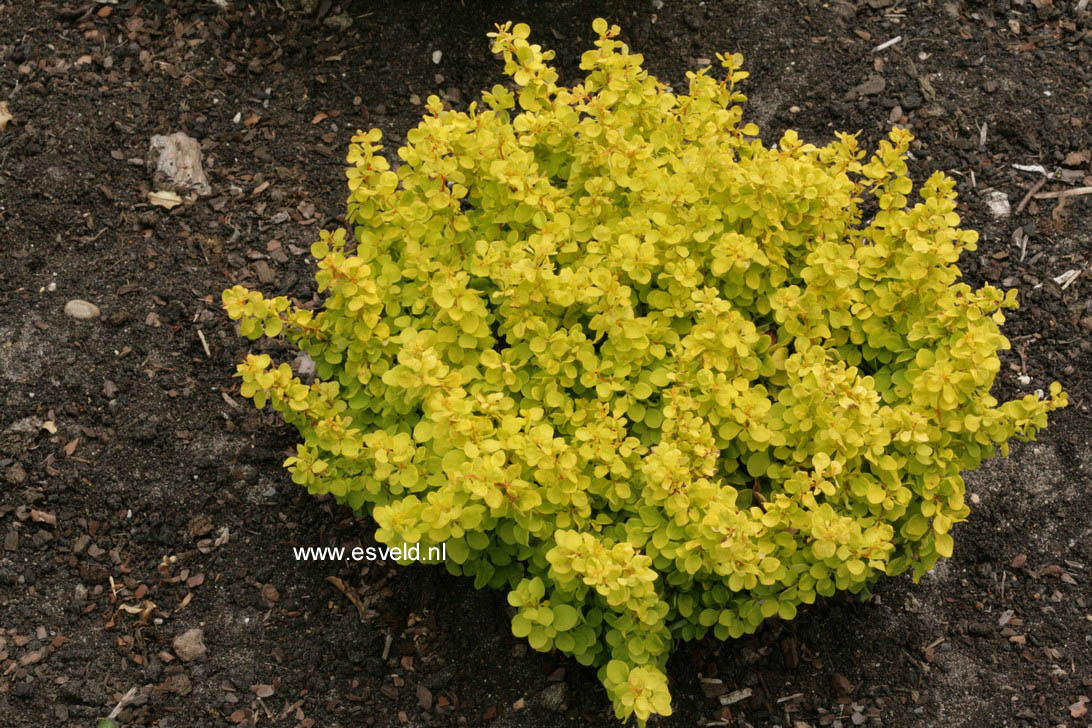Berberis thunbergii 'Bogozam' (BONANZA GOLD) (58311)